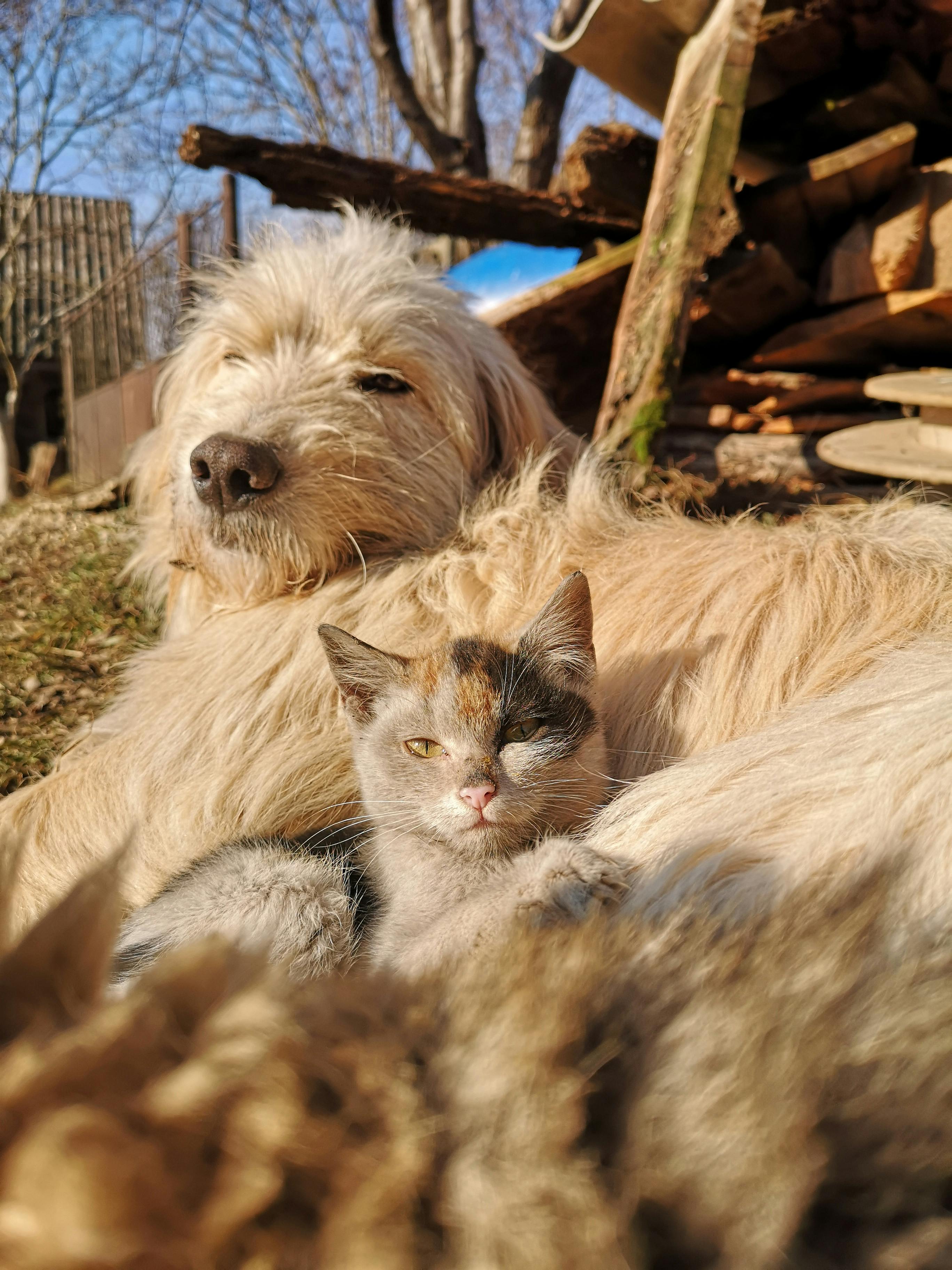 A wholesome pic of a cat and a dog cuddled together!