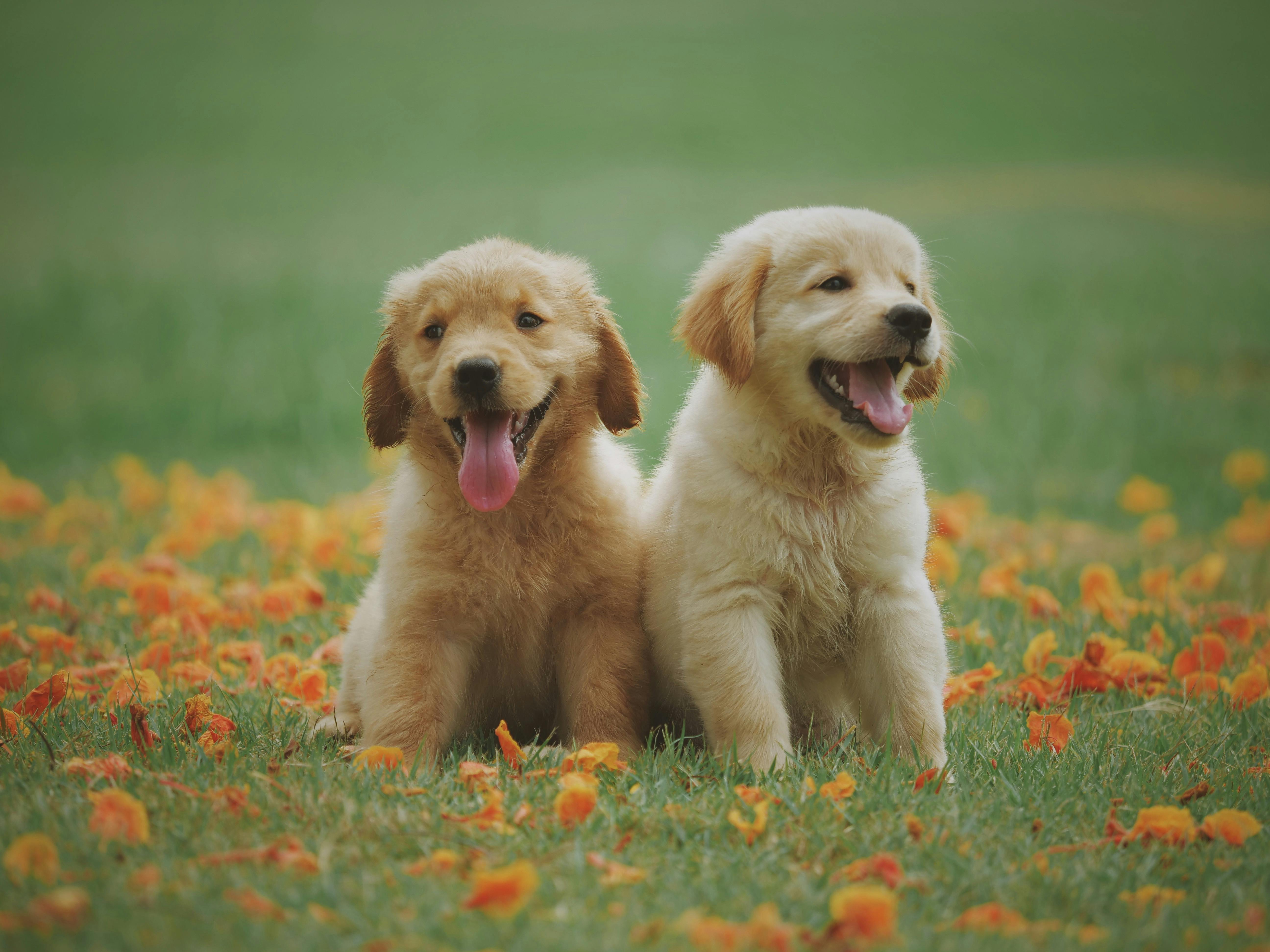 Adorable Golden Retriever Pups