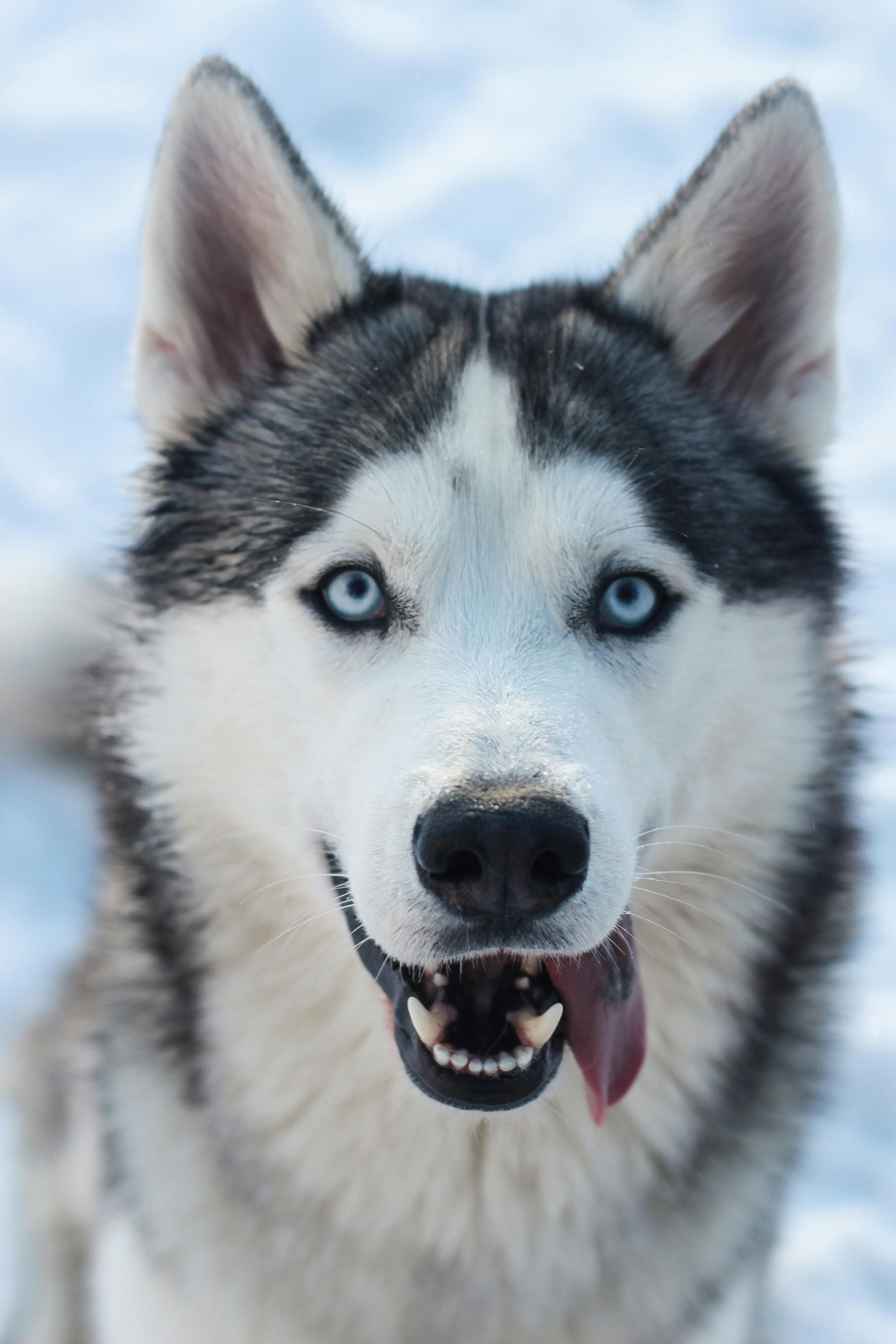 Husky with fierce blue eyes