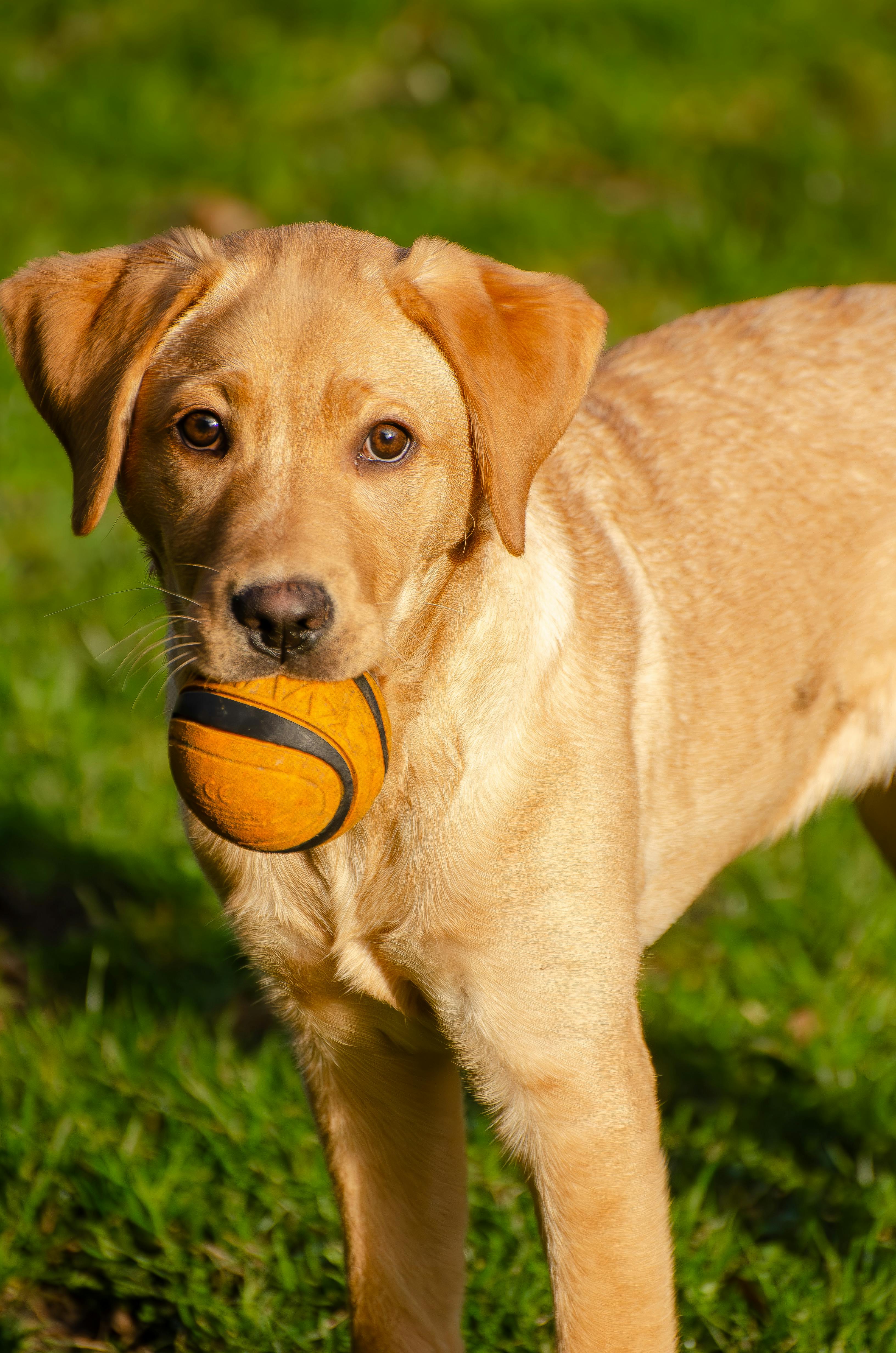 Adorable Labrador playing with a toy
