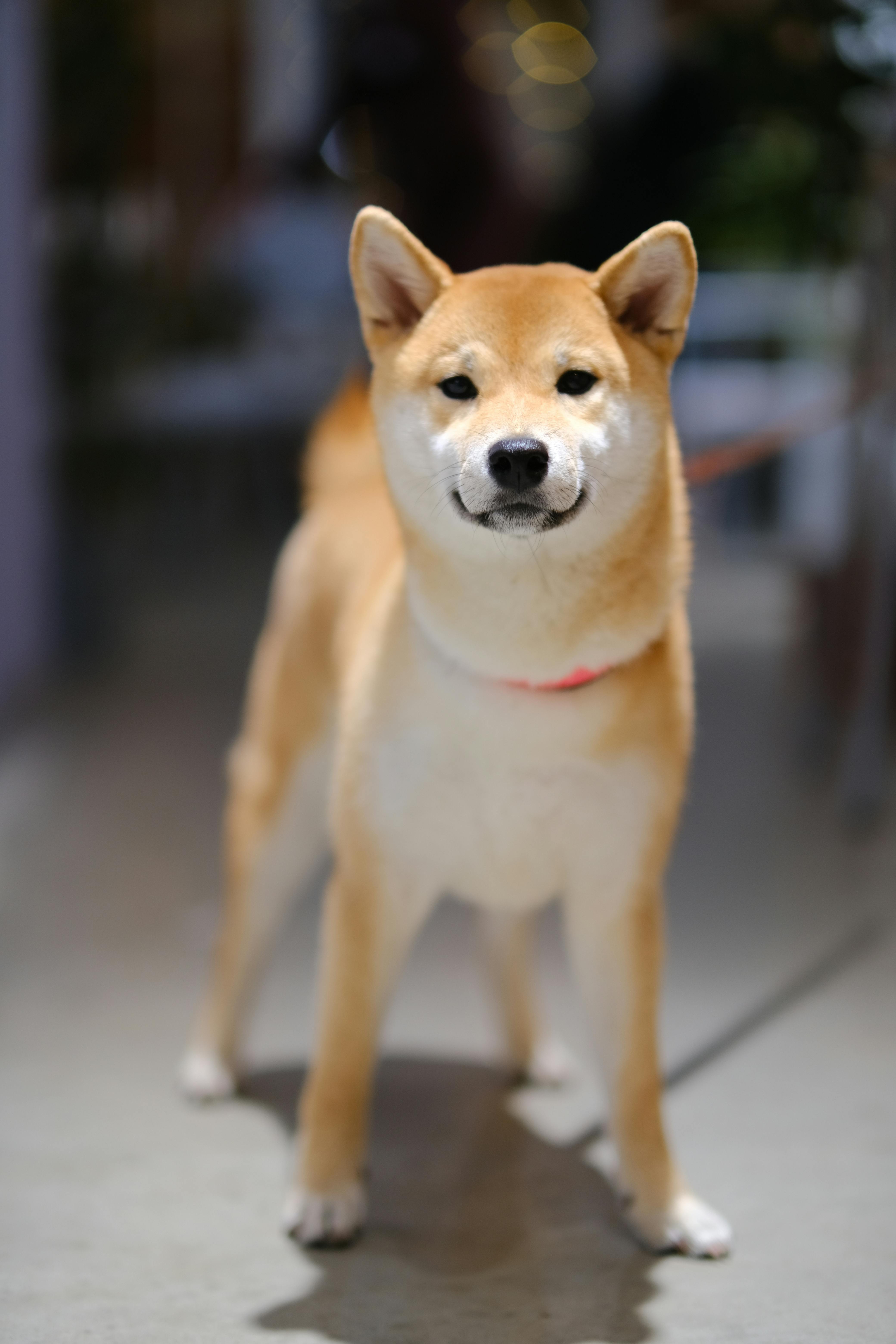 Happy Shiba Inu