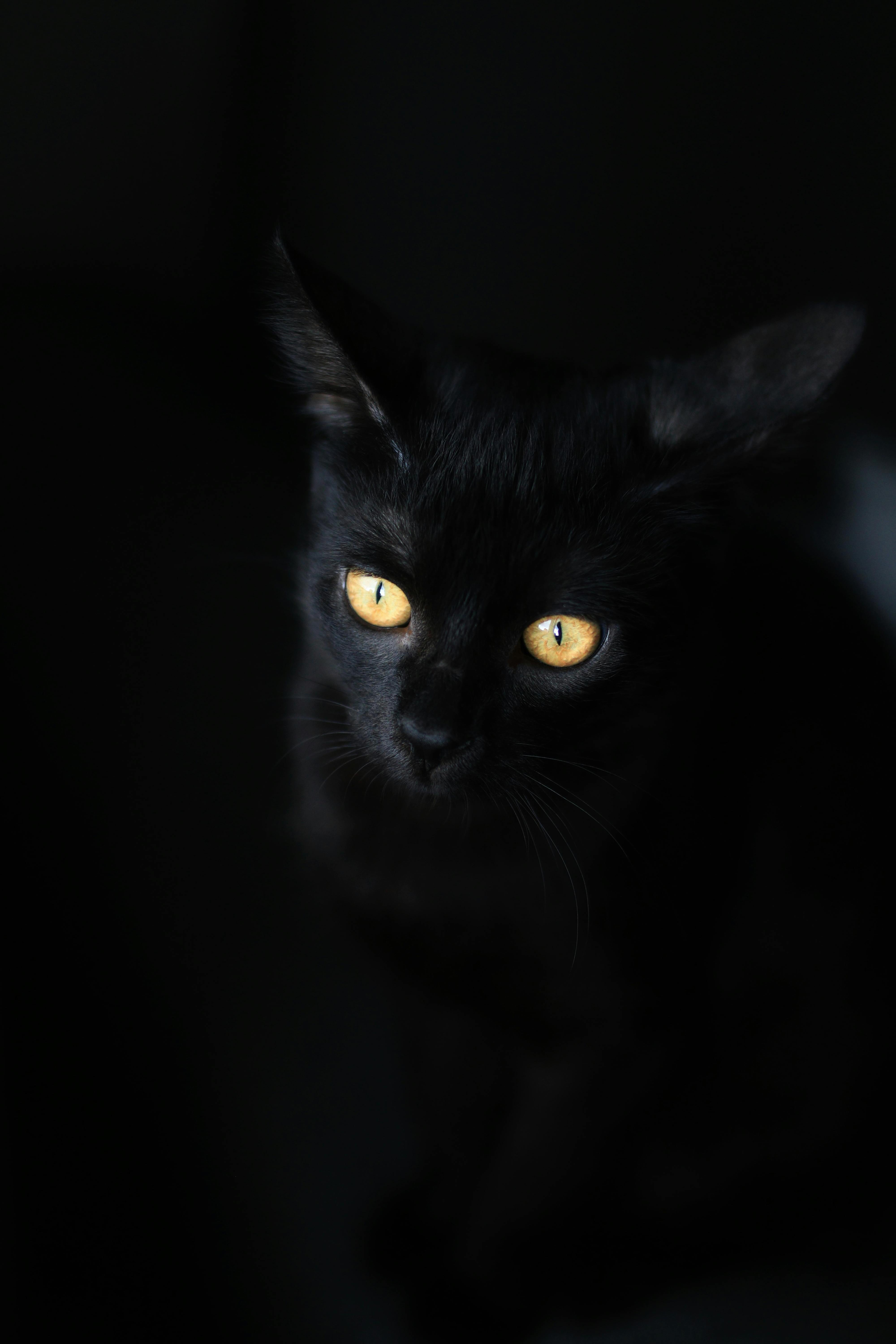 Beautiful Black Cat with Striking Golden Eyes