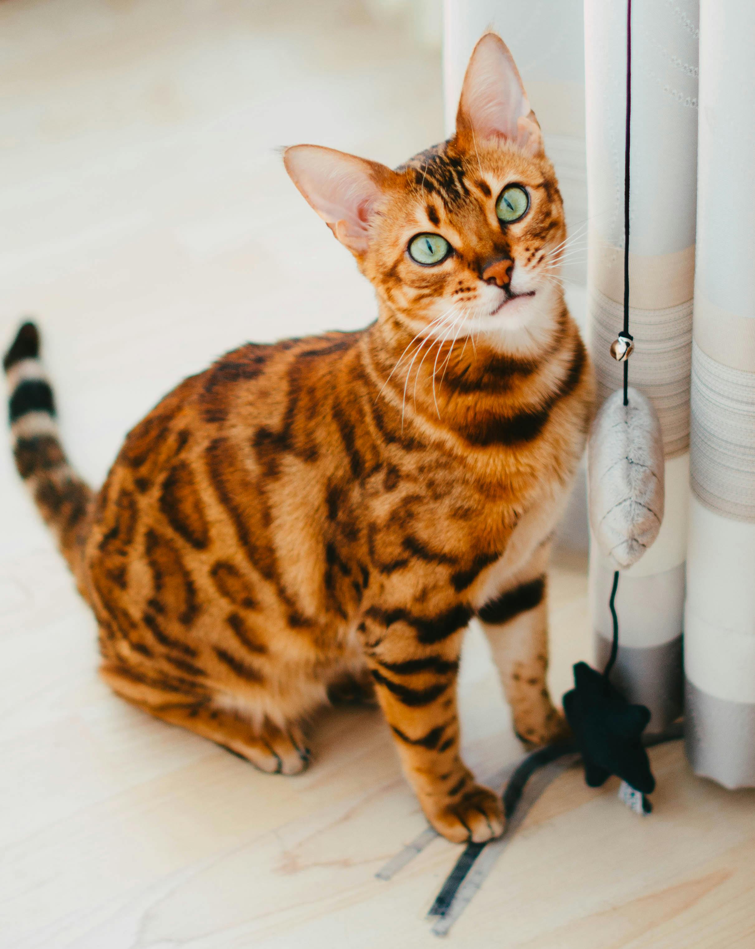 Stunning Bengal Cat with Striking Fur Pattern