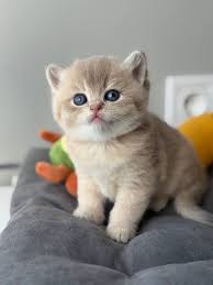 Adorable British Shorthair Kitten