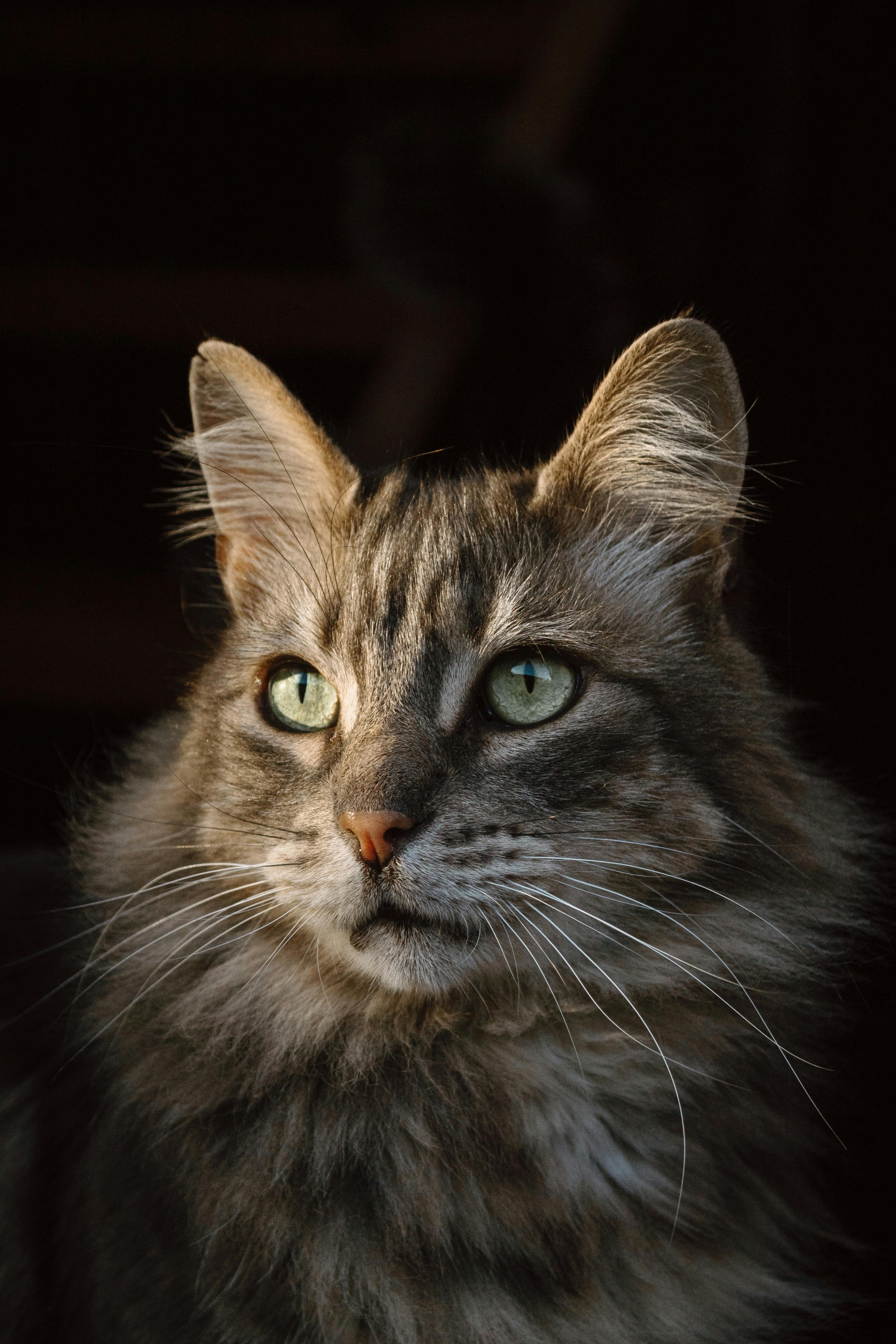 Majestic Maine Coon Cat