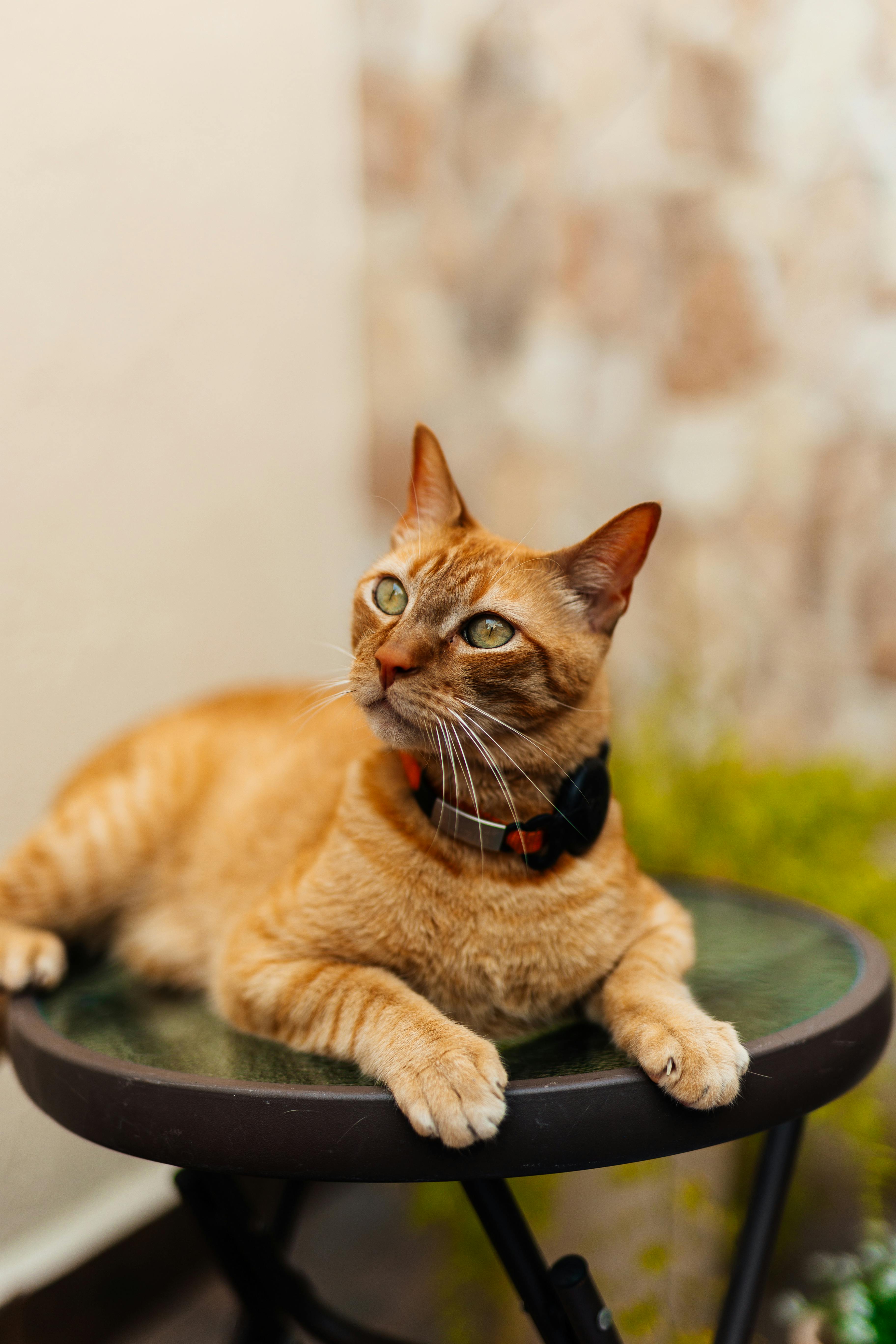 Lovely Orange Tabby Cat